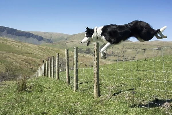Domestic Dog, Border Collie, working sheepdog, adult, jumping wire livestock fence on moorland, Cumbria, England, April