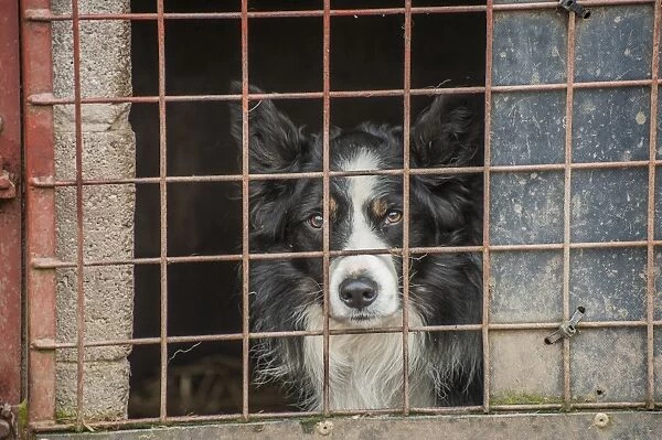 Domestic Dog, Border Collie, working sheepdog, adult, close-up of head, looking out from pen, Northumberland, England