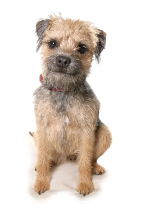 Framed Print : Domestic Dog, Border Terrier, adult, sitting, with collar Framed Print : Domestic Dog, Border Terrier, adult, sitting, with collar