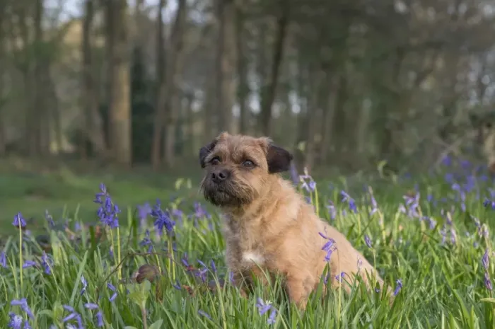 Framed Print : Domestic Dog, Border Terrier, adult, sitting in Bluebell (Endymion non-scriptus) flowering mass in deciduous woodland Framed Print : Domestic Dog, Border Terrier, adult, sitting in Bluebell (Endymion non-scriptus) flowering mass in deciduous woodland