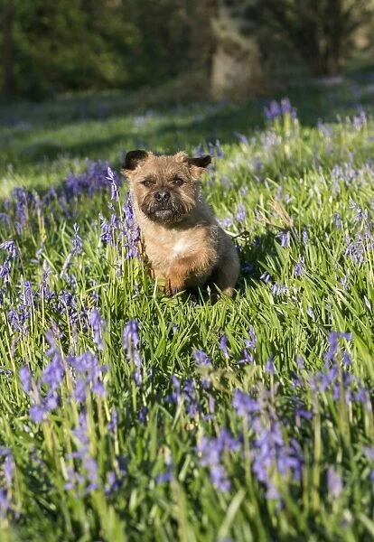 Domestic Dog, Border Terrier, adult, running in Bluebell (Endymion non-scriptus) flowering mass in deciduous woodland