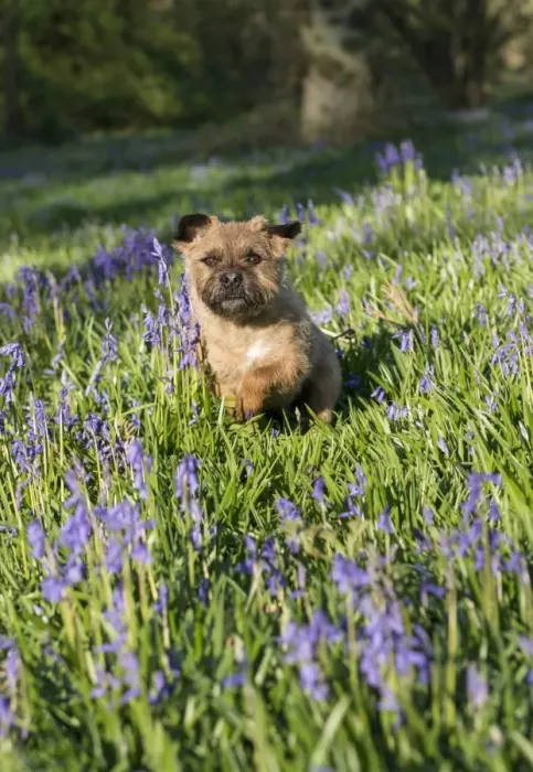 Framed Print : Domestic Dog, Border Terrier, adult, running in Bluebell (Endymion non-scriptus) flowering mass in deciduous woodland Framed Print : Domestic Dog, Border Terrier, adult, running in Bluebell (Endymion non-scriptus) flowering mass in deciduous woodland