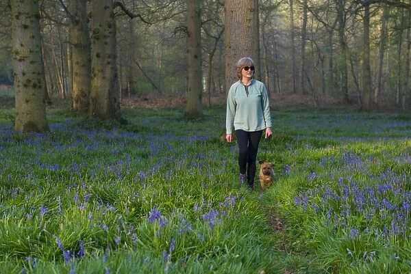 Domestic Dog, Border Terrier, adult, walking on lead beside owner through Bluebell (Endymion non-scriptus)