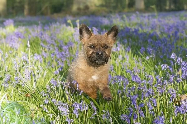 Domestic Dog, Border Terrier, adult, running in Bluebell (Endymion non-scriptus) flowering mass in deciduous woodland