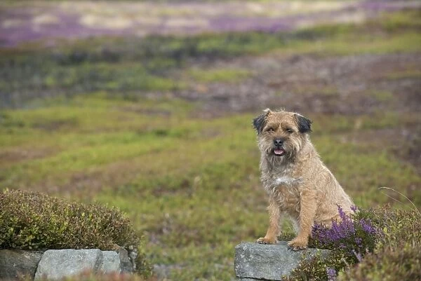 Domestic Dog, Border Terrier, adult male, seven-years old, sitting on stone shooting butt in moorland, Blakey Ridge