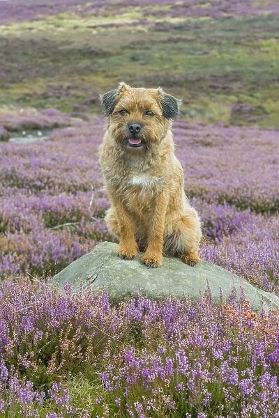 Domestic Dog, Border Terrier, adult male, seven-years old, sitting on rock amongst flowering Common Heather