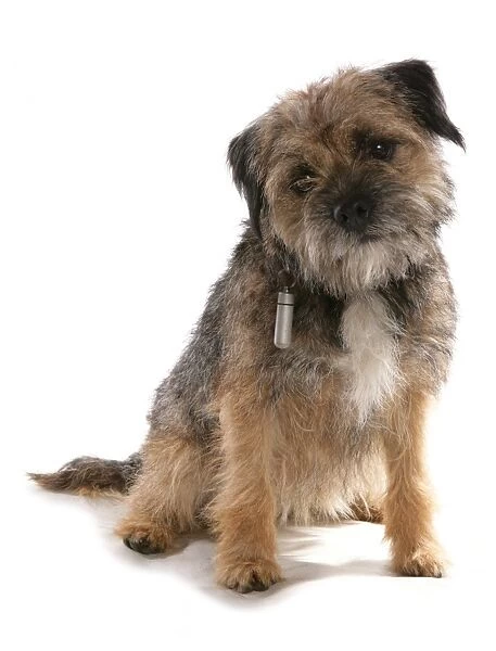 Domestic Dog, Border Terrier, adult, sitting, with collar and identification tube