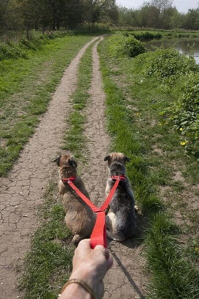 Domestic Dog, Border Terrier, two adults, on twin lead, being walked by owner on path beside river, England, april