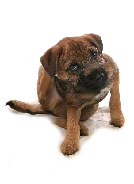 Domestic Dog, Border Terrier, puppy, scratching with hind leg