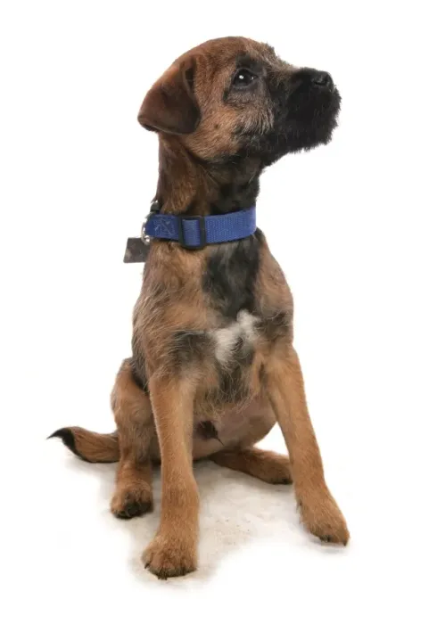Framed Print : Domestic Dog, Border Terrier, puppy, with collar and tag, sitting Framed Print : Domestic Dog, Border Terrier, puppy, with collar and tag, sitting