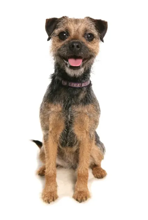 Framed Print : Domestic Dog, Border Terrier, puppy, sitting, panting Framed Print : Domestic Dog, Border Terrier, puppy, sitting, panting