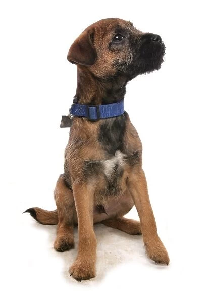Domestic Dog, Border Terrier, puppy, with collar and tag, sitting