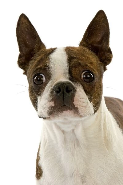 Domestic Dog, Boston Terrier, adult, close-up of head