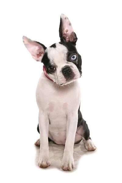 Domestic Dog, Boston Terrier, adult, one eye with Wall Eye heterochromia, sitting, with collar