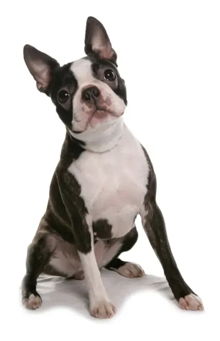 Framed Print : Domestic Dog, Boston Terrier, adult female, sitting Framed Print : Domestic Dog, Boston Terrier, adult female, sitting