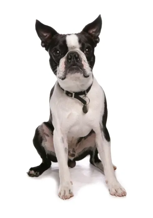 Framed Print : Domestic Dog, Boston Terrier, adult male, sitting, with collar and tag