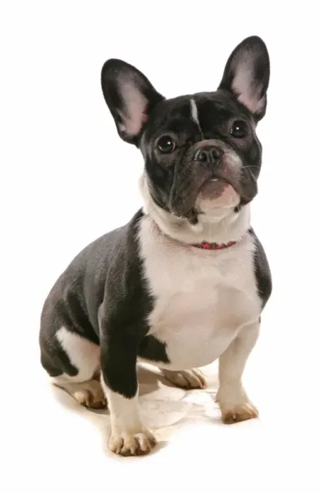 Framed Print : Domestic Dog, Boston Terrier, puppy, sitting Framed Print : Domestic Dog, Boston Terrier, puppy, sitting