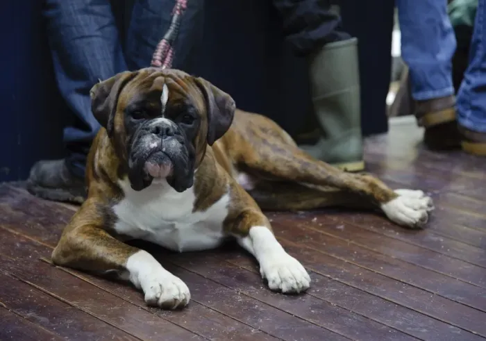 Framed Print : Domestic Dog, Boxer, adult, laying on wooden floor at livestock market, Carlisle Cattle Market, Cumbria, England Framed Print : Domestic Dog, Boxer, adult, laying on wooden floor at livestock market, Carlisle Cattle Market, Cumbria, England