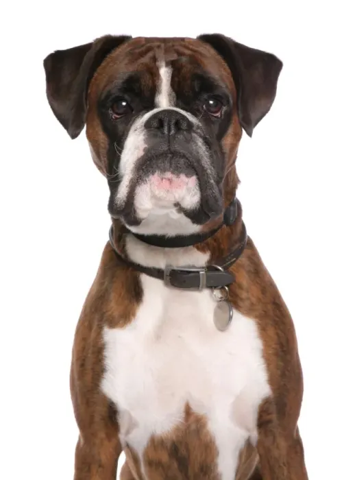 Framed Print : Domestic Dog, Boxer, adult male, close-up of head, with collar and tag Framed Print : Domestic Dog, Boxer, adult male, close-up of head, with collar and tag