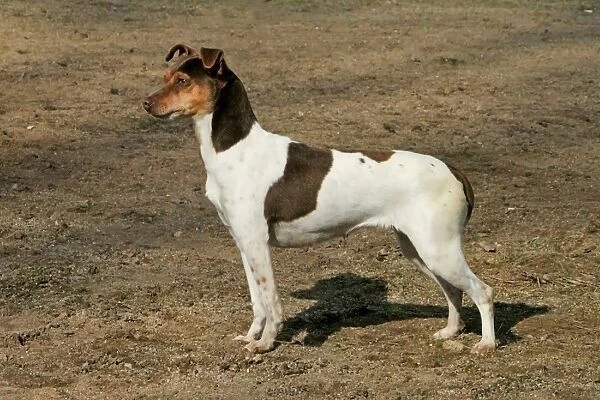 Domestic Dog, Brazilian Terrier, adult female, standing