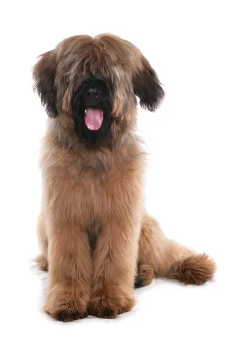 Framed Print : Domestic Dog, Briard, adult male, sitting Framed Print : Domestic Dog, Briard, adult male, sitting