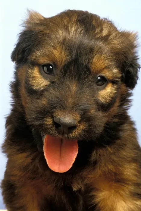 Framed Print : Domestic Dog, Briard, puppy, panting, close-up of head Framed Print : Domestic Dog, Briard, puppy, panting, close-up of head