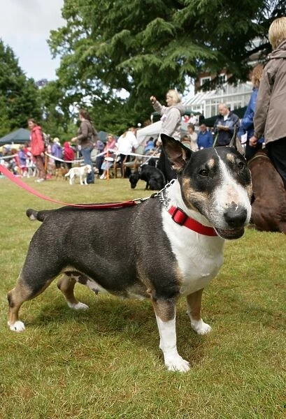 Domestic Dog, Bull Terrier, adult female, standing on grass at dog show, with collar and lead, England, june