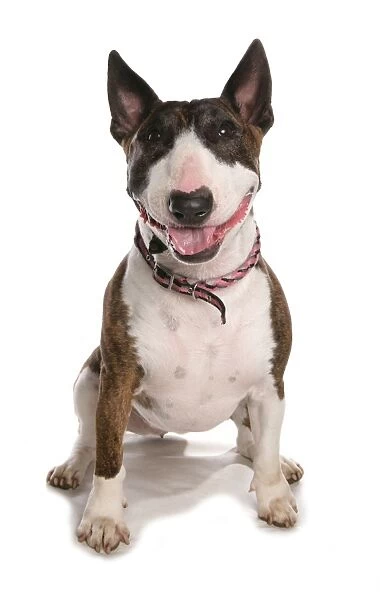 Domestic Dog, Bull Terrier, adult female, sitting, with collar