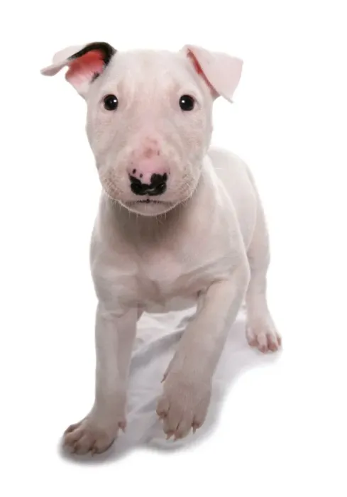 Framed Print : Domestic Dog, Bull Terrier, puppy, eight-weeks old, standing Framed Print : Domestic Dog, Bull Terrier, puppy, eight-weeks old, standing