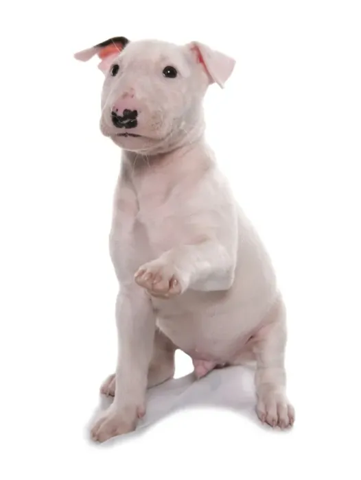 Framed Print : Domestic Dog, Bull Terrier, puppy, eight-weeks old, sitting, with front paw raised Framed Print : Domestic Dog, Bull Terrier, puppy, eight-weeks old, sitting, with front paw raised