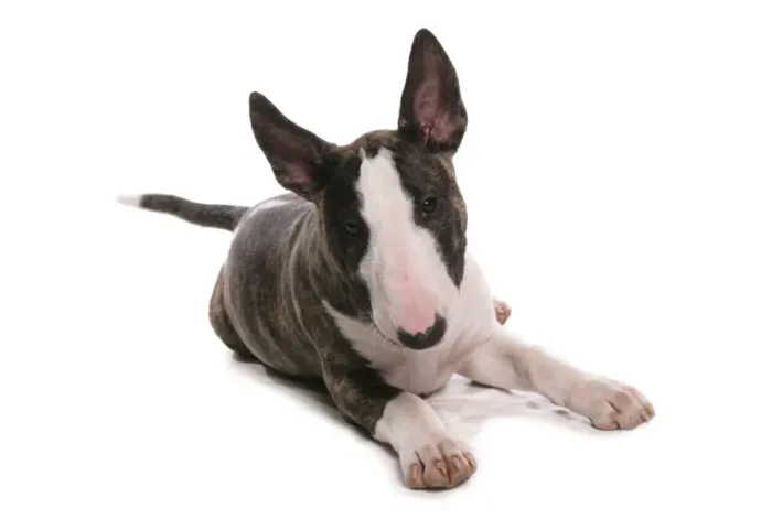 Framed Print : Domestic Dog, Bull Terrier, puppy, laying Framed Print : Domestic Dog, Bull Terrier, puppy, laying