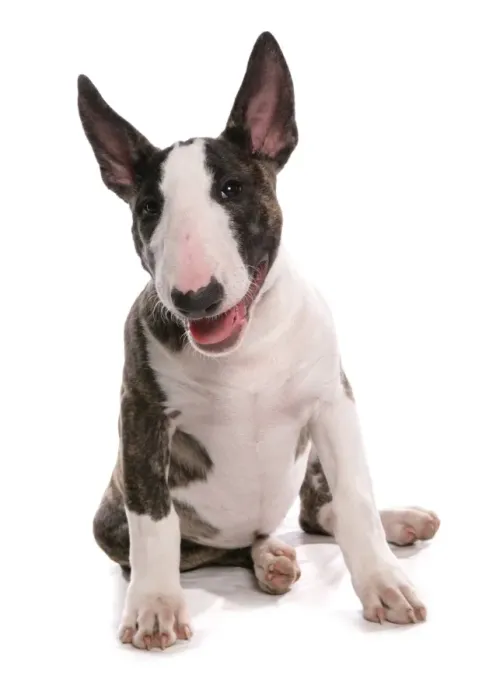 Framed Print : Domestic Dog, Bull Terrier, puppy, sitting Framed Print : Domestic Dog, Bull Terrier, puppy, sitting