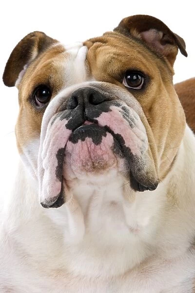 Domestic Dog, Bulldog, adult female, close-up of head