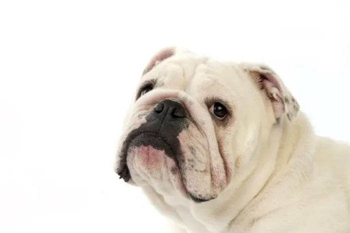 Framed Print : Domestic Dog, Bulldog, adult female, close-up of head Framed Print : Domestic Dog, Bulldog, adult female, close-up of head