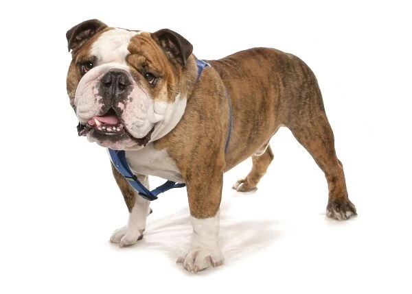 Domestic Dog, Bulldog, adult male, standing, with harness