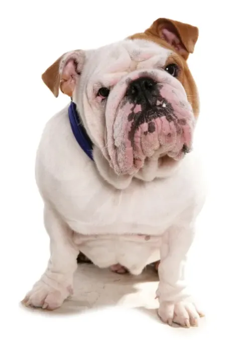 Framed Print : Domestic Dog, Bulldog, adult, sitting, with collar Framed Print : Domestic Dog, Bulldog, adult, sitting, with collar