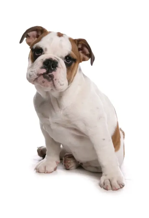 Framed Print : Domestic Dog, Bulldog, puppy, sitting Framed Print : Domestic Dog, Bulldog, puppy, sitting