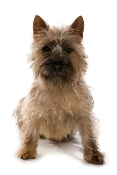 Framed Print : Domestic Dog, Cairn Terrier, adult, sitting Framed Print : Domestic Dog, Cairn Terrier, adult, sitting