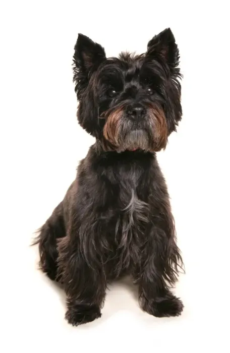 Framed Print : Domestic Dog, Cairn Terrier, adult, sitting Framed Print : Domestic Dog, Cairn Terrier, adult, sitting