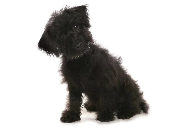 Domestic Dog, Cairnoodle (Cairn Terrier x Poodle), puppy, sitting