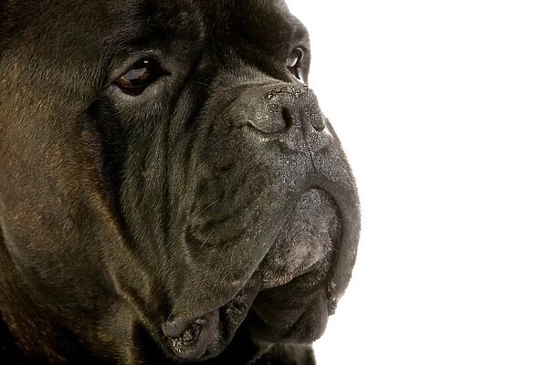 Domestic Dog, Cane Corso, adult, close-up of face