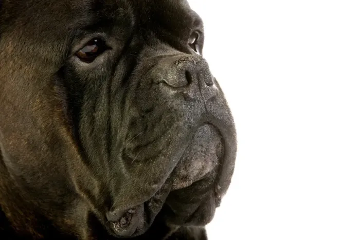 Framed Print : Domestic Dog, Cane Corso, adult, close-up of face