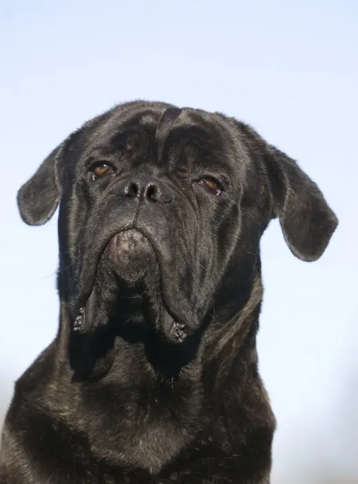 Framed Print : Domestic Dog, Cane Corso, adult, close-up of head Framed Print : Domestic Dog, Cane Corso, adult, close-up of head