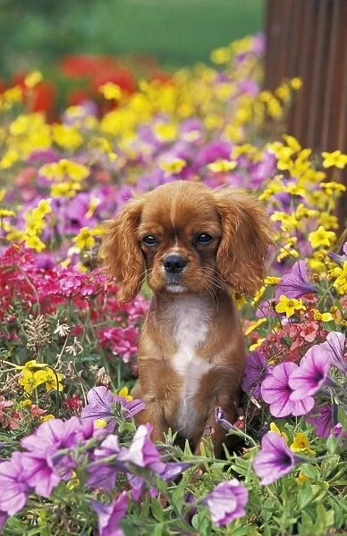 Domestic Dog, Cavalier King Charles Spaniel, puppy, sitting amongst flowers in garden
