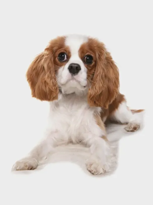 Framed Print : Domestic Dog, Cavalier King Charles Spaniel, puppy, laying