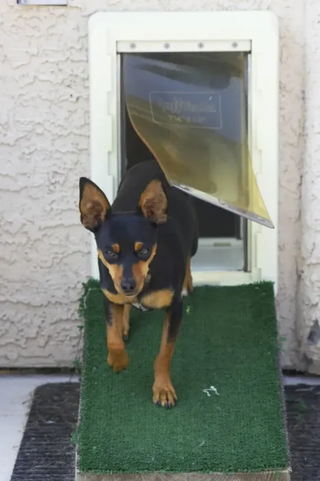 Framed Print : Domestic Dog, Chihuahua, adult, using dog flap, walking down ramp Framed Print : Domestic Dog, Chihuahua, adult, using dog flap, walking down ramp