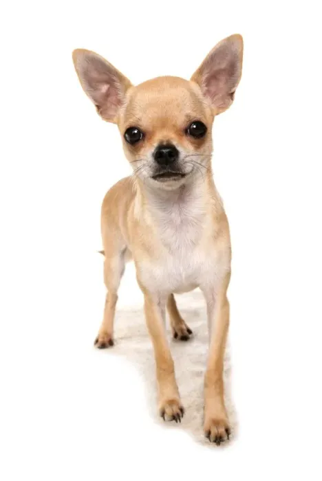 Framed Print : Domestic Dog, Chihuahua, adult, standing