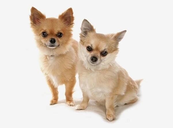 Domestic Dog, Chihuahua, long-haired variety, two adults, sitting and standing