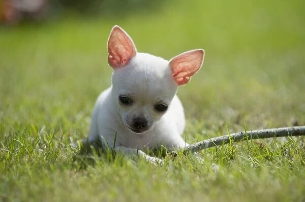 Domestic Dog, Chihuahua, short-haired variety, puppy, playing with stick on lawn, Sweden, august