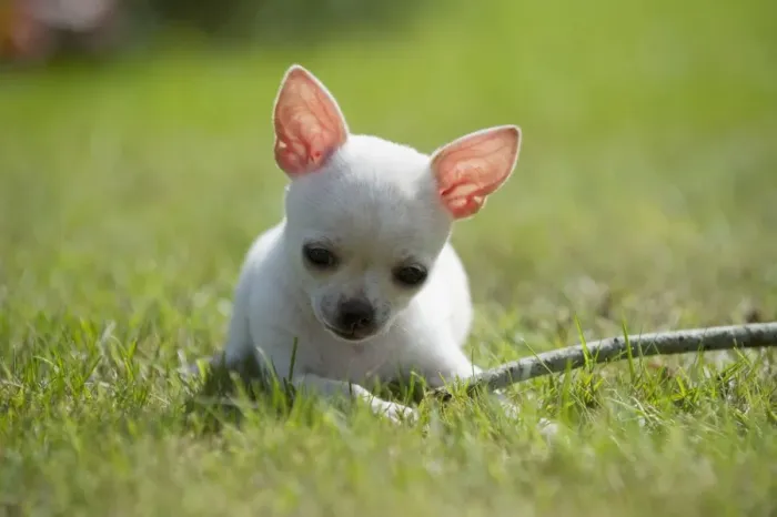 Framed Print : Domestic Dog, Chihuahua, short-haired variety, puppy, playing with stick on lawn, Sweden, august Framed Print : Domestic Dog, Chihuahua, short-haired variety, puppy, playing with stick on lawn, Sweden, august